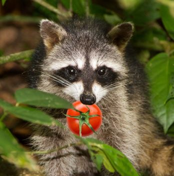 Do Raccoons Eat Tomatoes