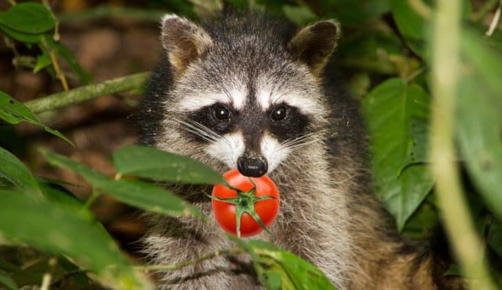 Do Raccoons Eat Tomatoes