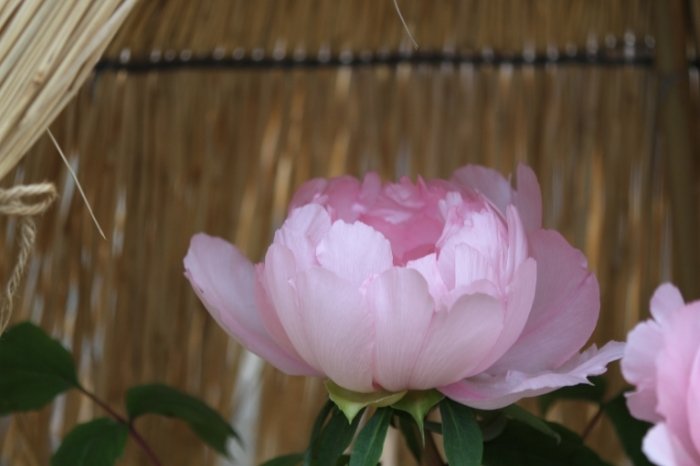 How Do Peonies Function During The Winter