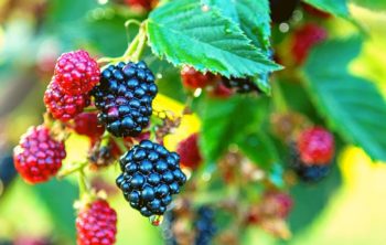 How Long Does It Take To Grow Blackberries