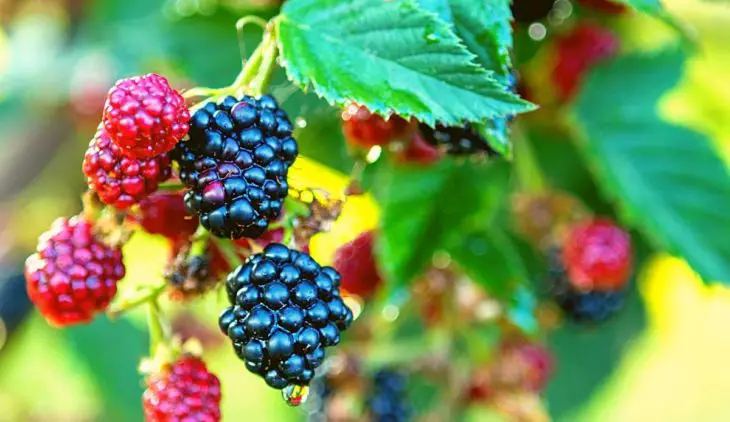 How Long Does It Take To Grow Blackberries