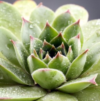 How To Get Seeds From Succulents