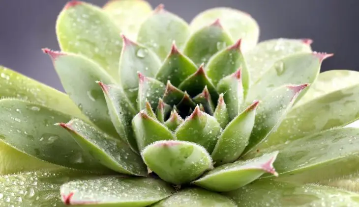 How To Get Seeds From Succulents