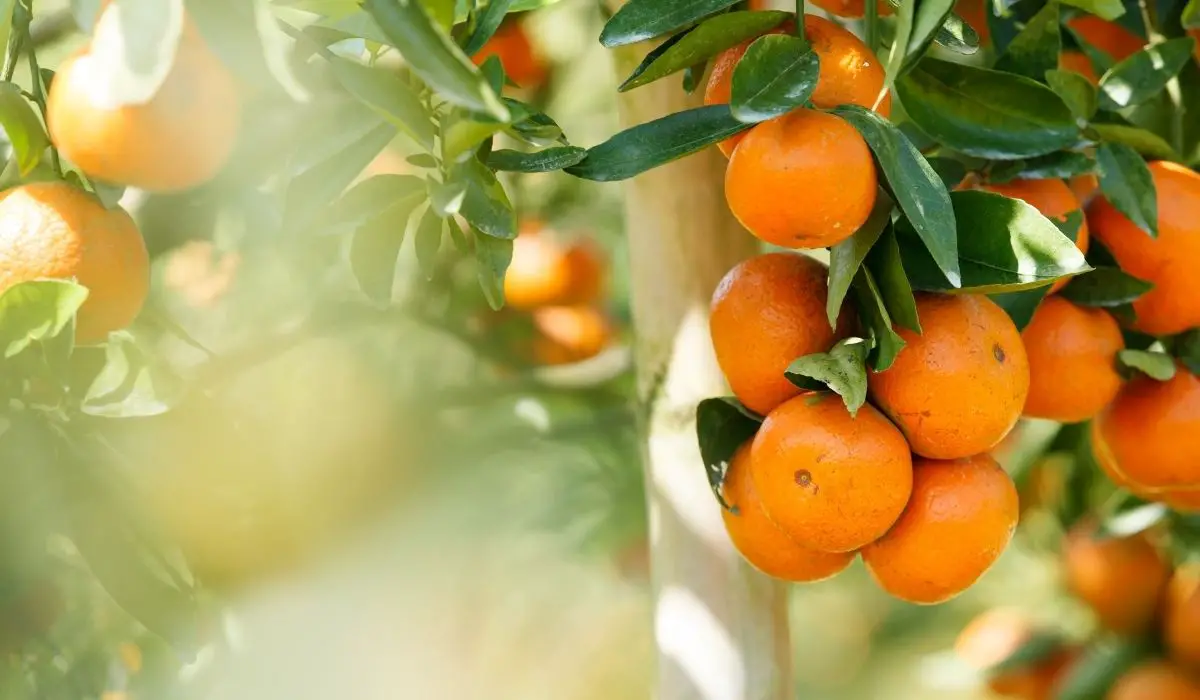 How To Grow An Orange Tree From A Seed 1