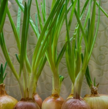 How To Grow Yellow Onions