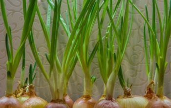 How To Grow Yellow Onions