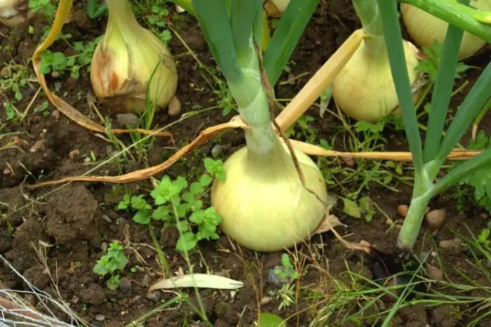 How To Grow Yellow Onions - Choosing The Right Growing Environment