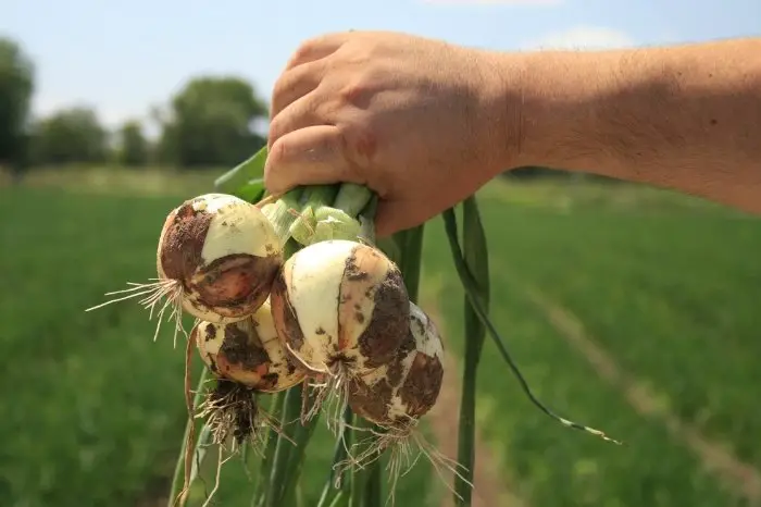 How To Harvest Yellow Onions