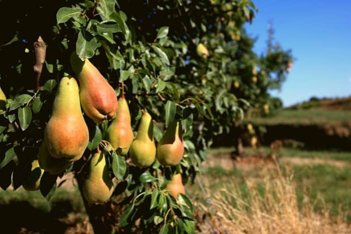 How To Plant A Pear Tree