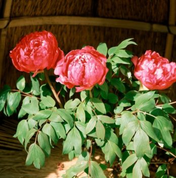 How To Prepare Peonies For The Winter