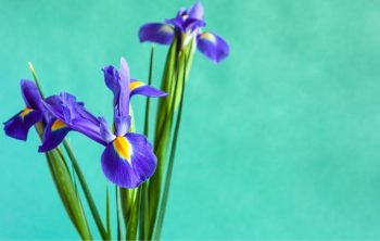 How To Trim Iris Plants - Quick Guide