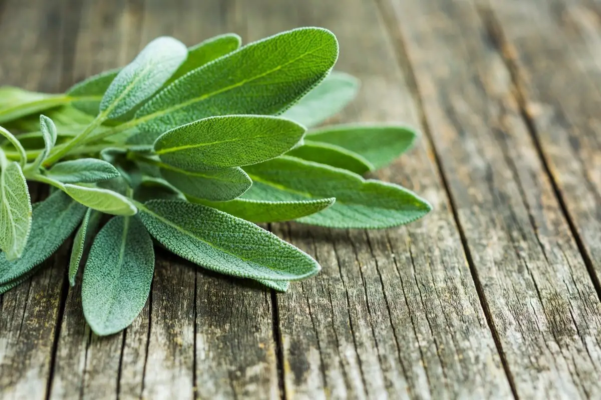 Is Sage Annual Or Perennial Plant