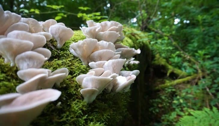 Oyster Mushroom Growing Conditions