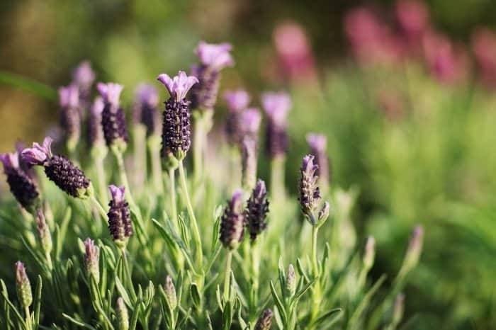 Perennial Herbs For Zone 7 - French Lavender
