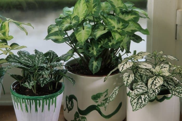 Polka Dot Plant Indoor Or Outdoor Growing