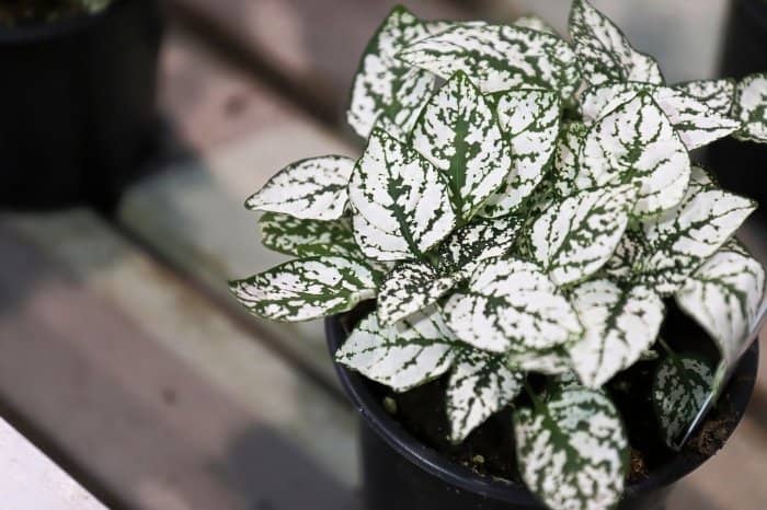 Prevent A Flowering Polka Dot Plant