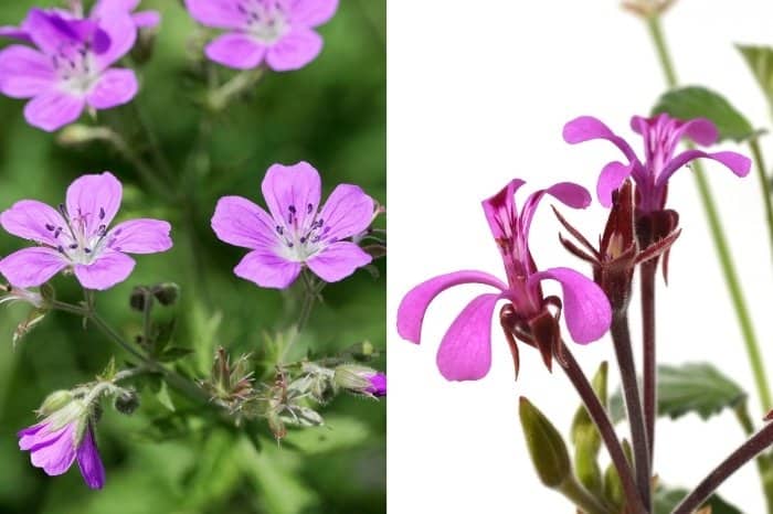 The Two Types Of Geranium Plants