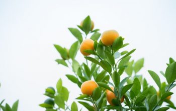 What Does A Kumquat Tree Look Like