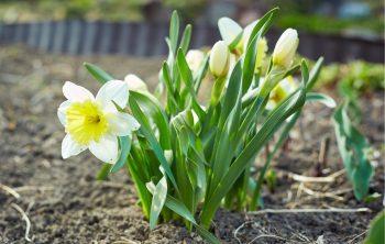 When Do You Plant Daffodils