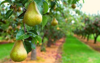 When Is It Best To Plant Pear Trees
