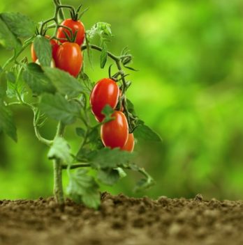 When Is It Best To Plant Tomatoes In Pennsylvania