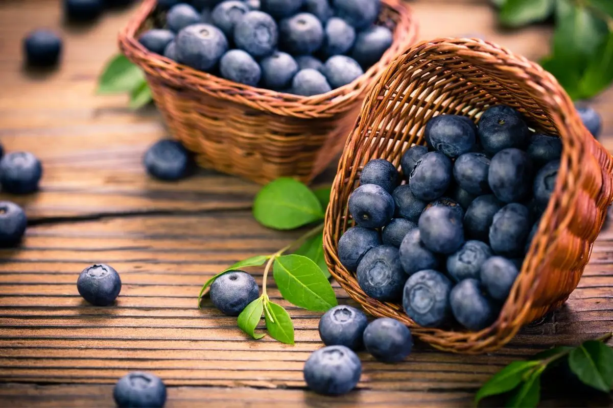 When Is The Best Time To Plant Blueberries
