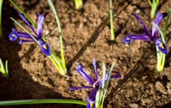 When Should You Plant Iris Bulbs