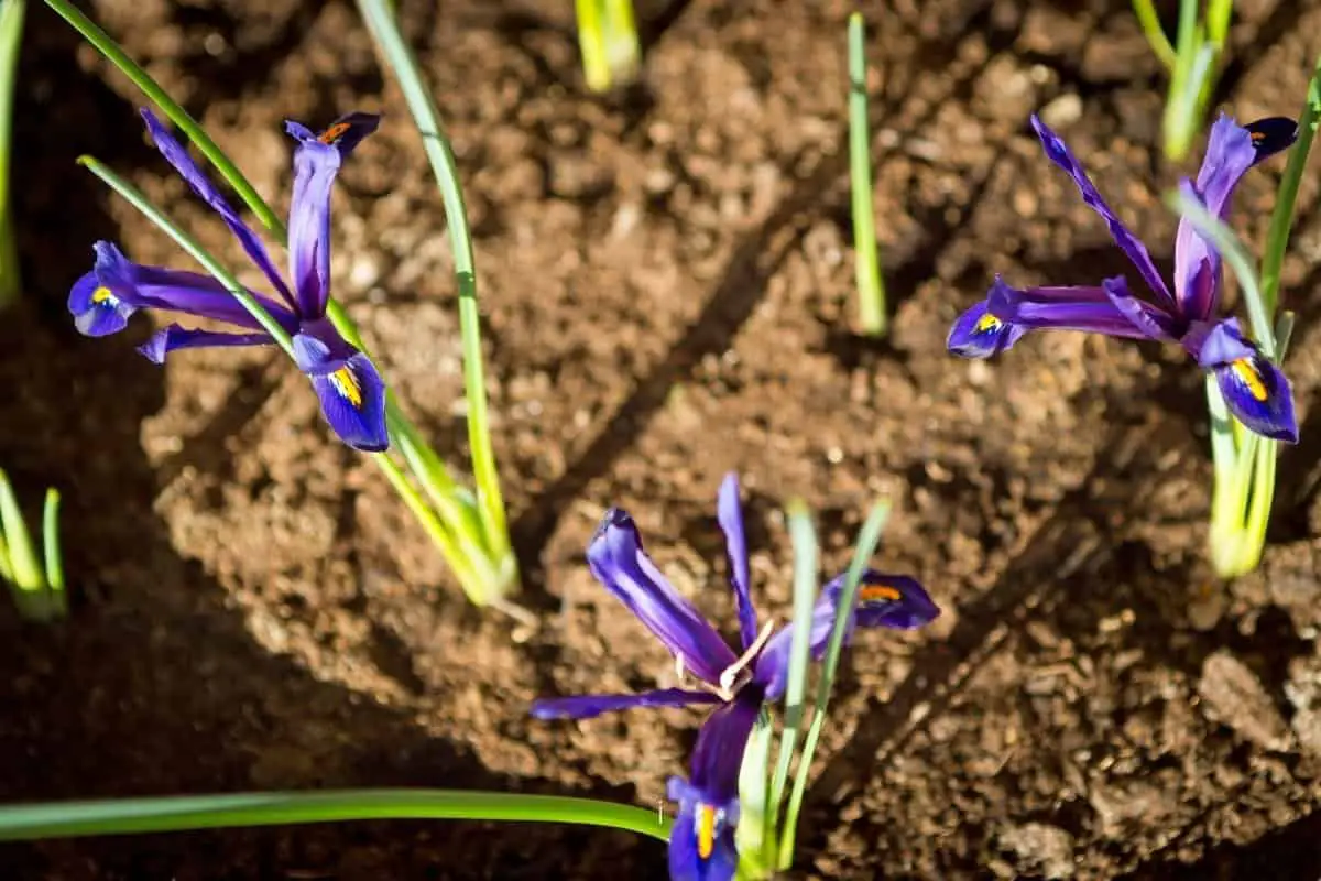 When Should You Plant Iris Bulbs