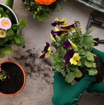 When To Plant Pansies - The Perfect Time