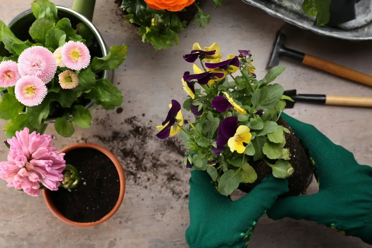 When To Plant Pansies - The Perfect Time