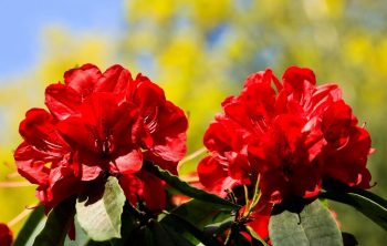 When To Plant Rhododendrons – A Complete Guide