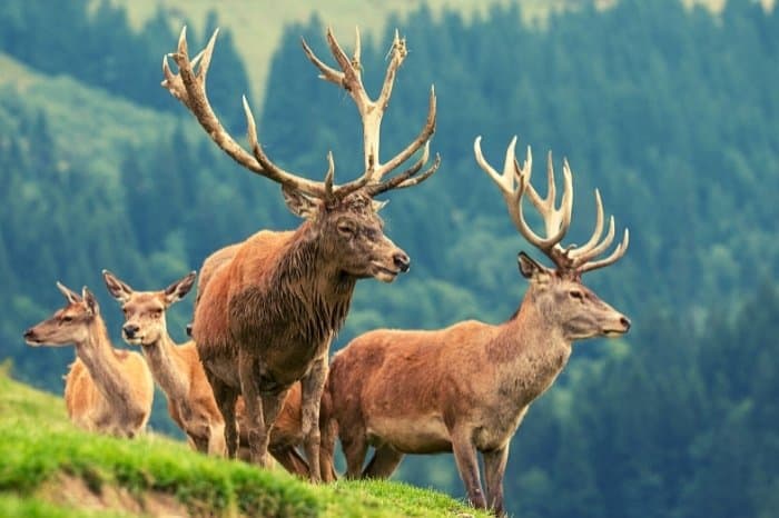 Which States Have The Highest Deer Population