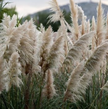 cropped-Is-Pampas-Grass-A-Perennial-Or-Annual-Plant.jpg