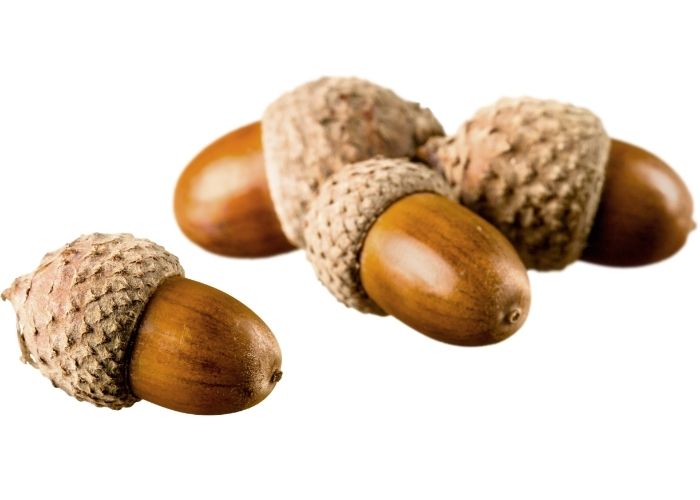  leaching acorns