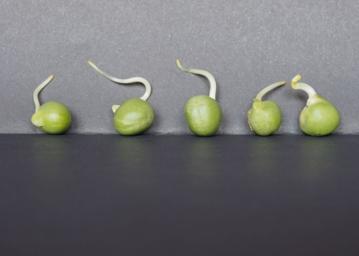 peas growing time