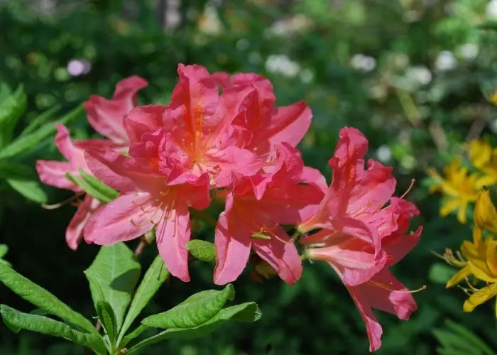  rhododendron plant