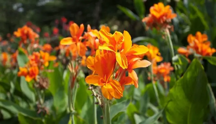 10 Amazing House Plants With Orange Flowers