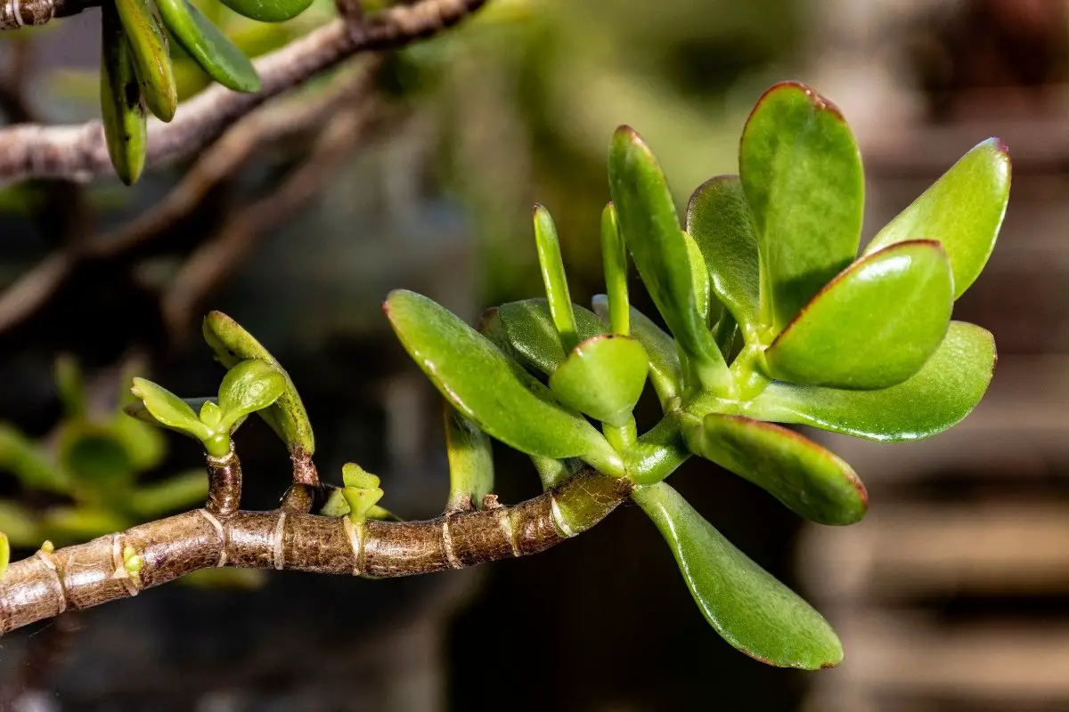A Deeper Study Of Jade Plant roots