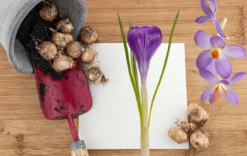 A Deeper Study On When To Plant Crocus Bulbs