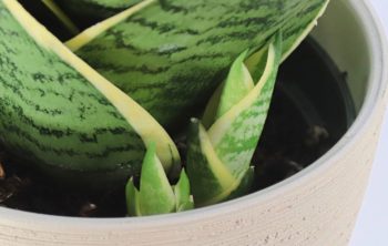 A Detailed Guide For Snake Plant New Shoots