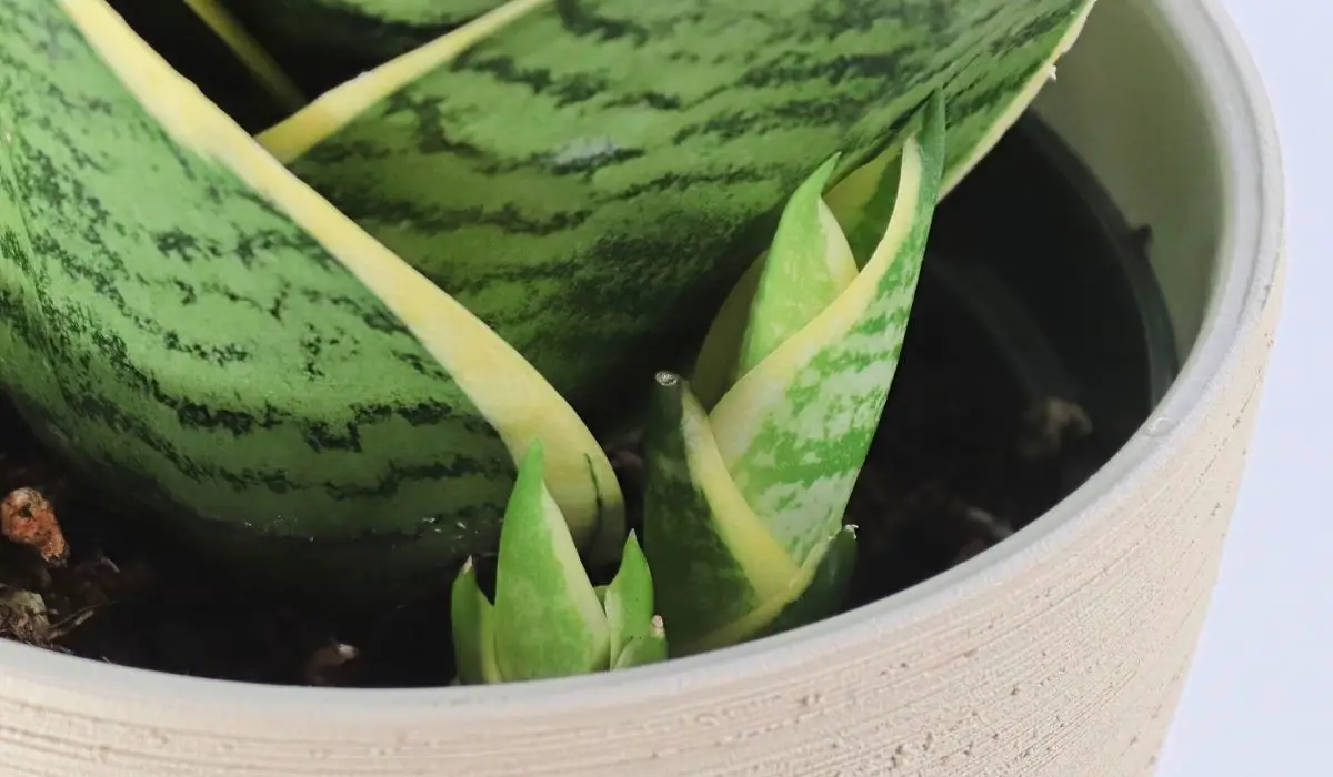 A Detailed Guide For Snake Plant New Shoots