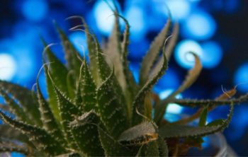 Aloe Plant Temperature Can It Survive Below 55°F