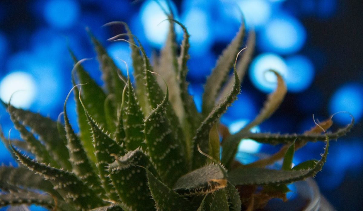 Aloe Plant Temperature Can It Survive Below 55°F