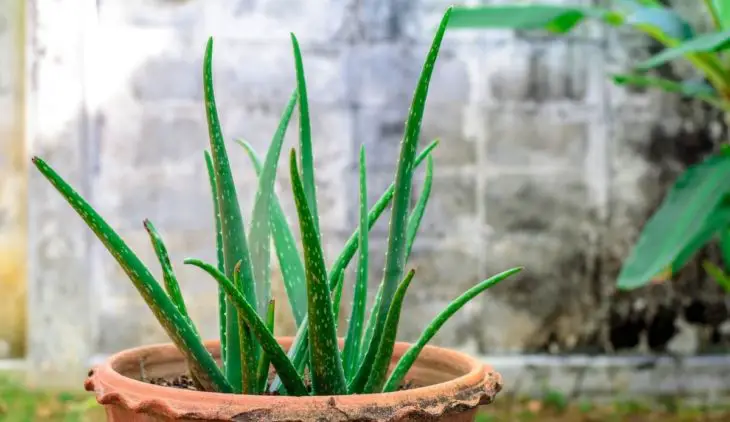 Aloe Vera Leaves Not Plump - Here's What's Wrong