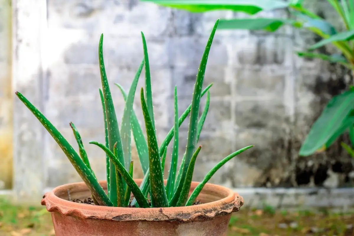 Aloe Vera Leaves Not Plump - Here's What's Wrong