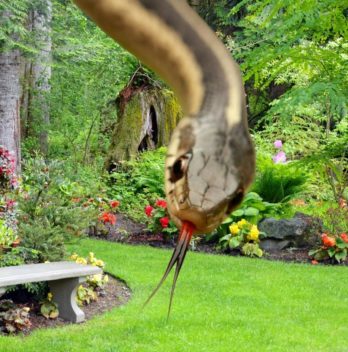 Are Snakes In The Garden Good
