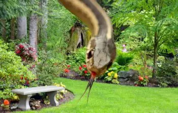 Are Snakes In The Garden Good