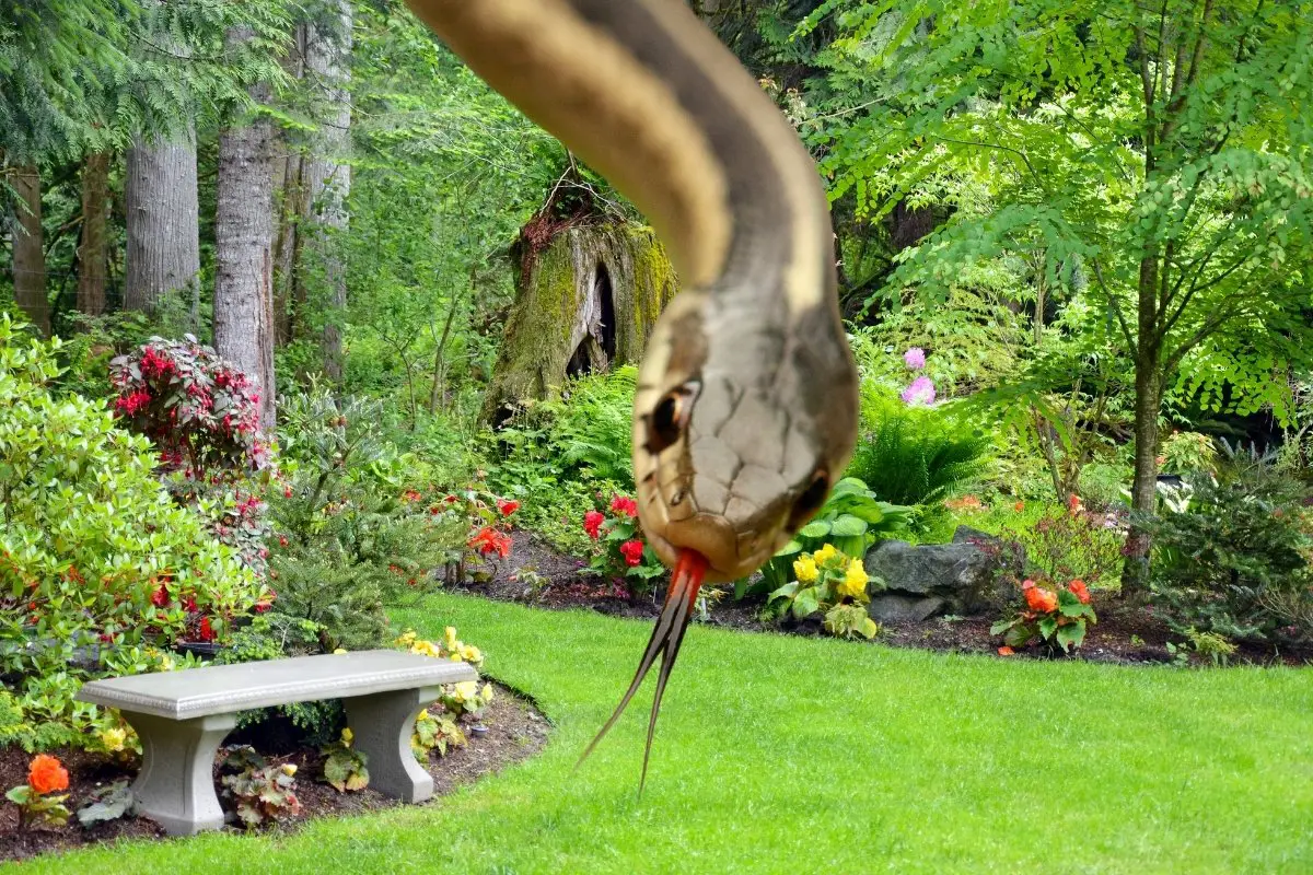 snakes in the garden meaning