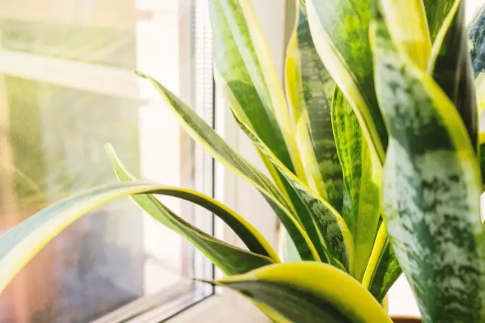 Benefits Of Growing A Snake Plant