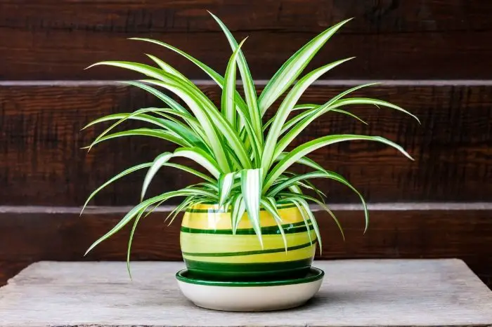 Benefits Of Pruning Your Spider Plants